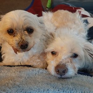 Meet your Posher, Glenn